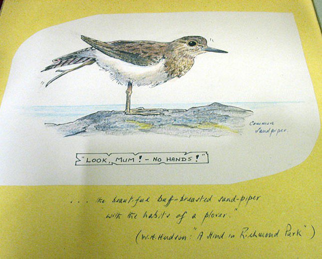 "Regarde maman ! Sans les mains" ! Une autre des passions de Peter Cushing, observer et dessiner des oiseaux. Ces dessins sont exposés au Musée de Whitstable.