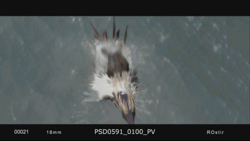 ainsi des animatics où l'on voit un dragon voler au dessus de l'eau ou jaillir des flots vers la caméra.....