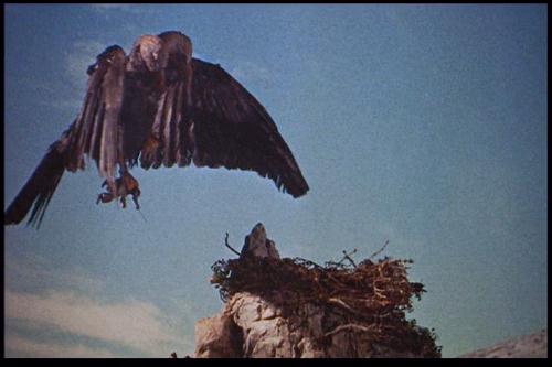 Le 7e Voyage de Sinbad