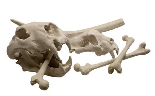 éléments de décoration