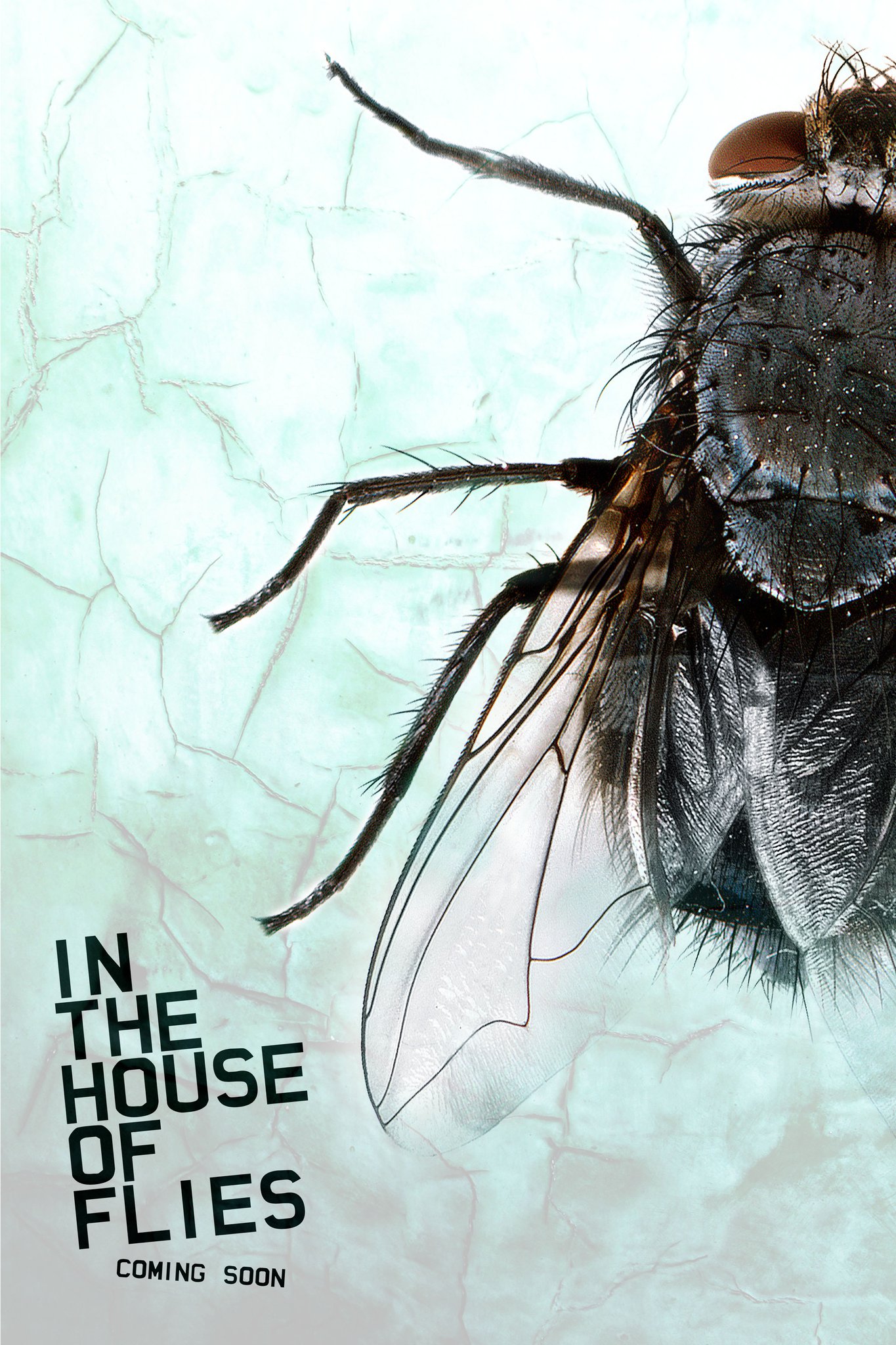 In the House of Flies