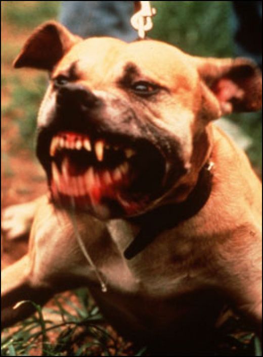 Dans la veine de "Cujo", "The Compound" de Corey Brandenstein, produit par Jennifer Lynch, voit une mère célibataire et son jeune fils traqués par une horde de pittbulls... (voir ci-dessous)