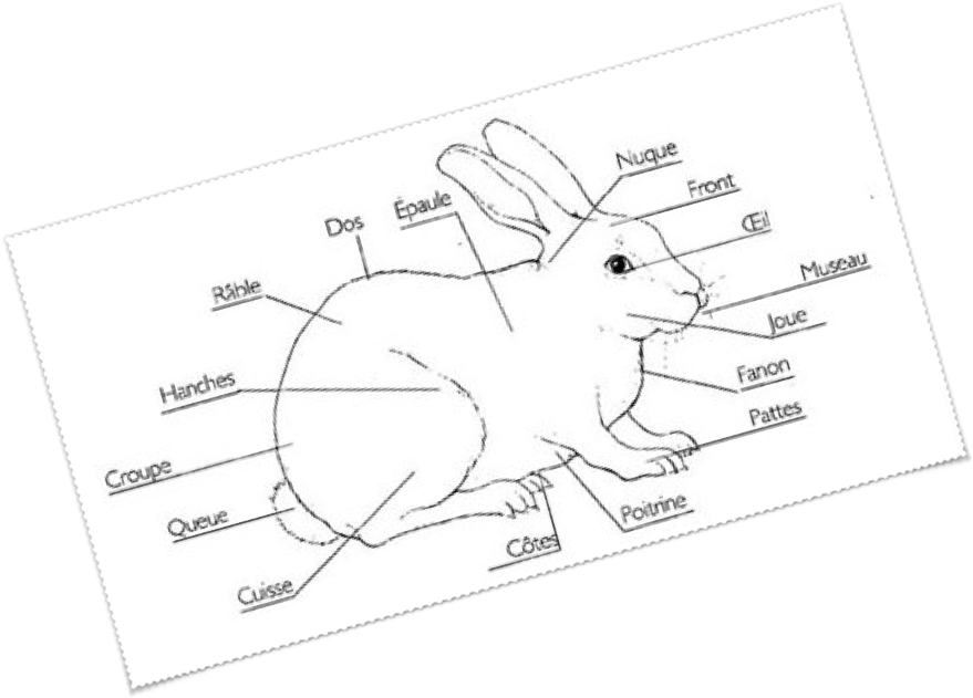 "Rabbits", un film fantastique franco-belge en préparation.... (voir ci-dessous)