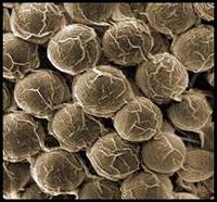 Le film d'horreur "Spores" en tournage le mois prochain, premier de trois films du genre produit par StudioLine (voir ci-dessous)