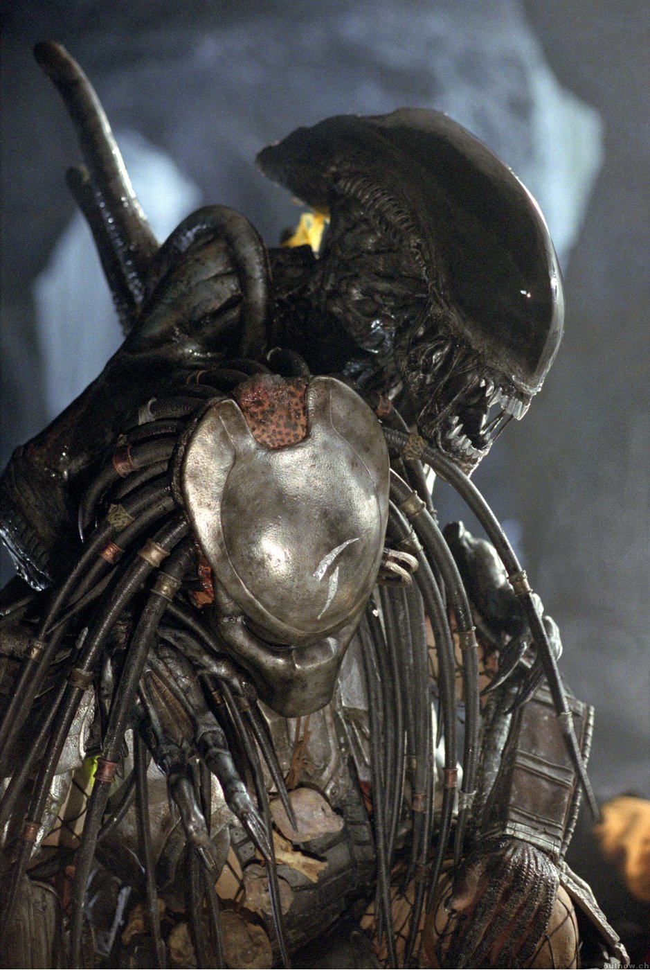 ALIEN VS PREDATOR