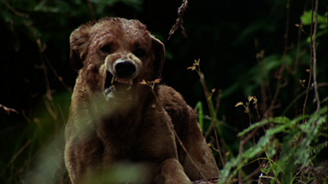 Un nouveau thriller d'horreur australien en préparation : "The Pack" (voir ci-dessous)