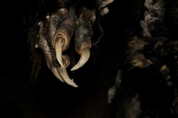 THE LOST PATROL a été rebaptisé THE PREY (voir ci-dessous)