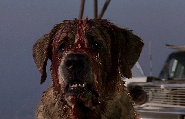 Le remake de CUJO est en préproduction…. (voir ci-dessous)