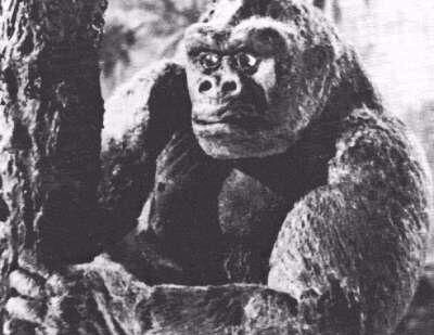Mighty Joe Young