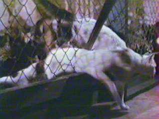 La nuit des 1000 Chats