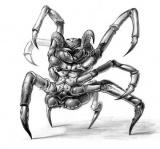 S'agit-il d'un des parasites du monstre de CLOVERFIELD ? Illustrations parues ce matin sur les sites américains.... Réponse le 18 janvier prochain....