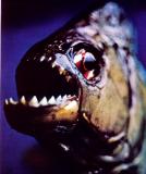 Le remake de PIRANHA réalisé par Alexandre Aja sera tourné en 3D ! (suite ci-dessous)-