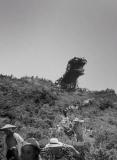 Godzilla (1954)