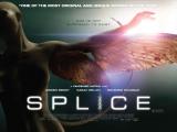 Splice