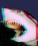 Sara Paxton, Dustin Milligan et Katharine McPhee ont rejoint le casting de "Shark Night 3D" (voir ci-dessous)