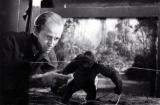 Ray Harryhausen Mighty Joe Young (1949)