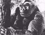 Mighty Joe Young